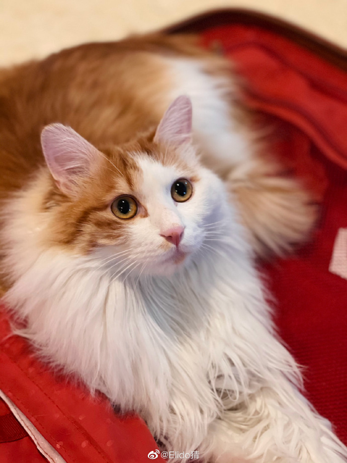 猫图片|宠物猫|猫咪|