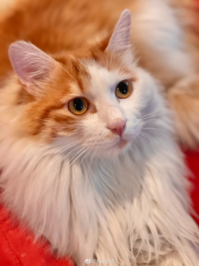 猫图片|宠物猫|猫咪|