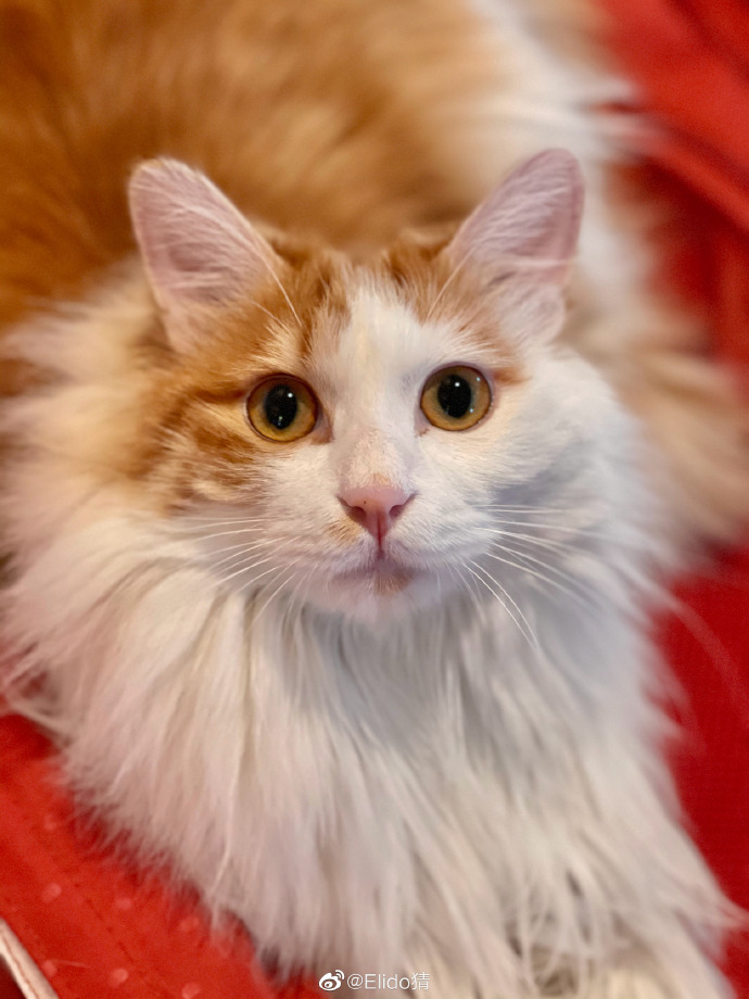 猫图片|宠物猫|猫咪|