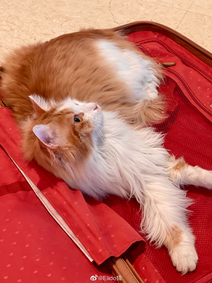 猫图片|宠物猫|猫咪|