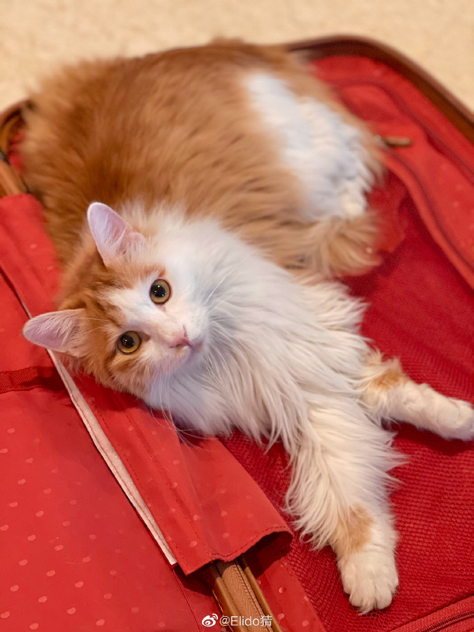 猫图片|宠物猫|猫咪|