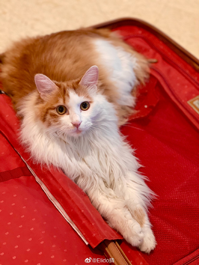 猫图片|宠物猫|猫咪|