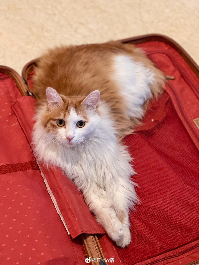 猫图片|宠物猫|猫咪|