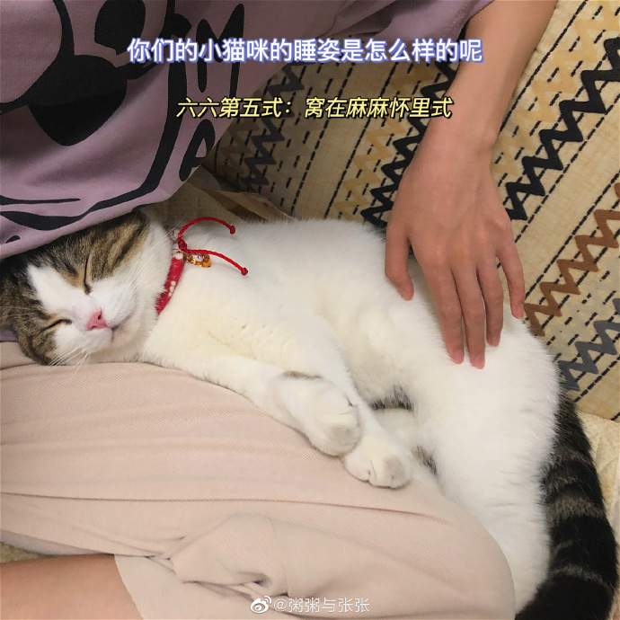 猫图片|宠物猫|猫咪|