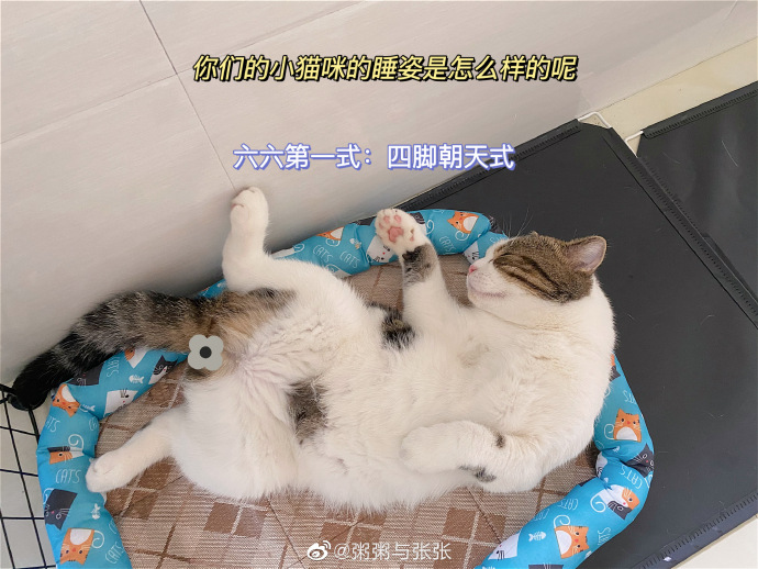 猫图片|宠物猫|猫咪|