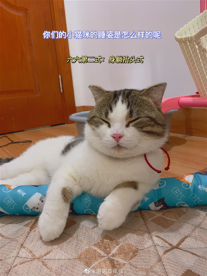 猫图片|宠物猫|猫咪|