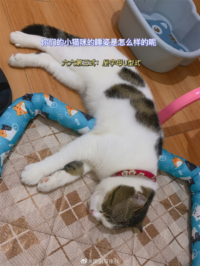 猫图片|宠物猫|猫咪|