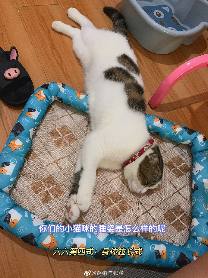 猫图片|宠物猫|猫咪|