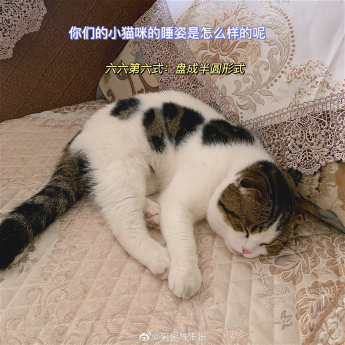 猫图片|宠物猫|猫咪|