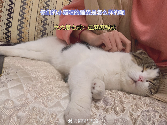猫图片|宠物猫|猫咪|