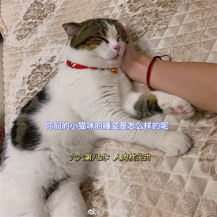 猫图片|宠物猫|猫咪|