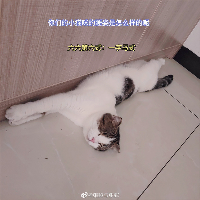 猫图片|宠物猫|猫咪|