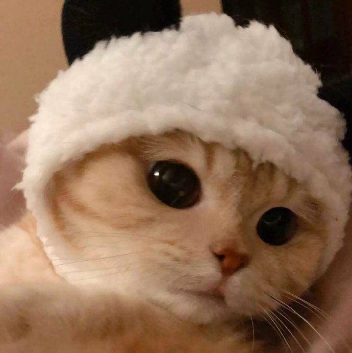 猫图片|宠物猫|猫咪|