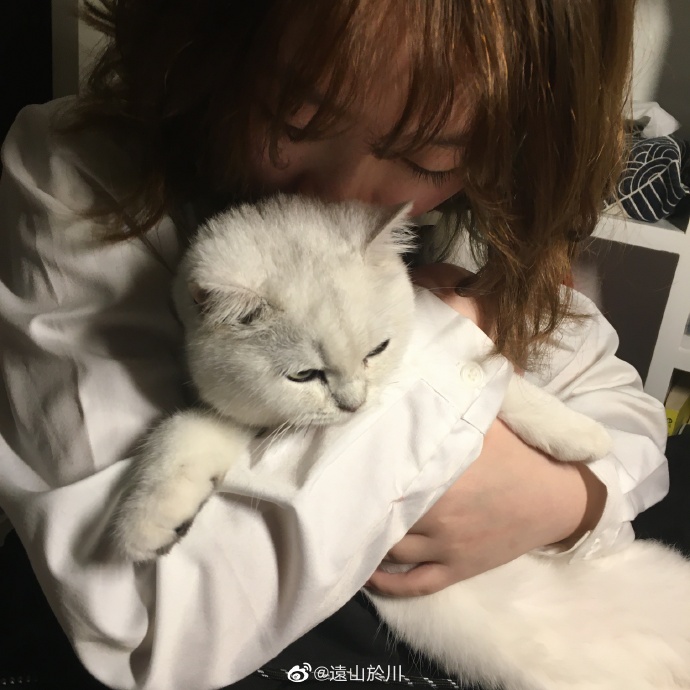 猫图片|宠物猫|猫咪|