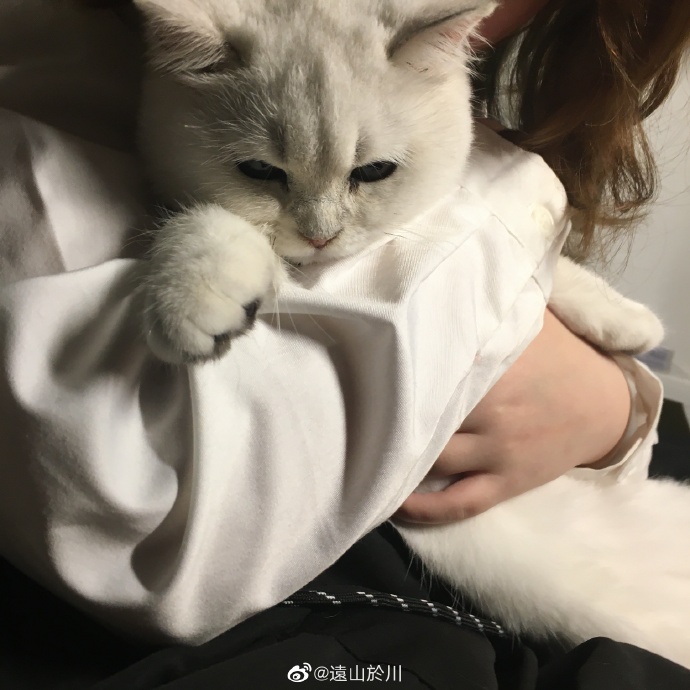 猫图片|宠物猫|猫咪|