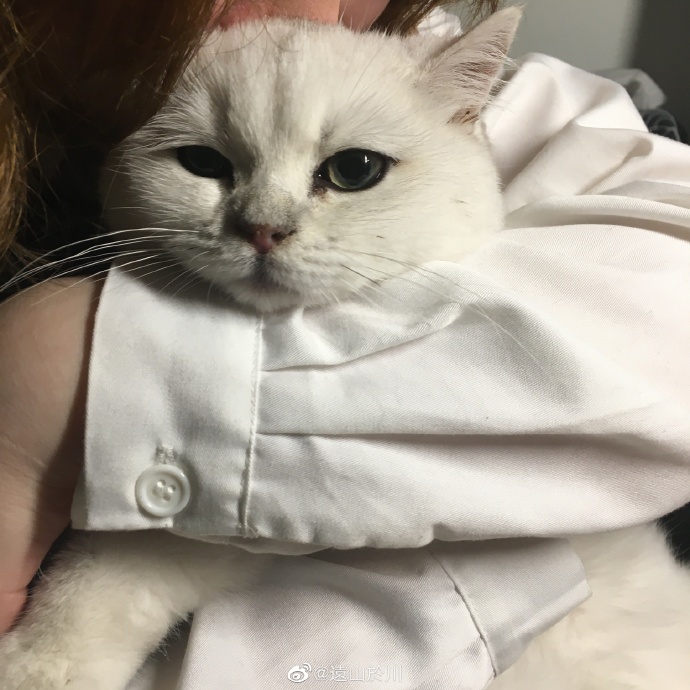 猫图片|宠物猫|猫咪|