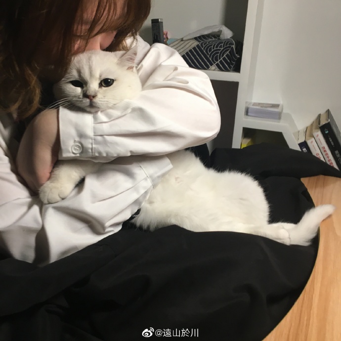 猫图片|宠物猫|猫咪|