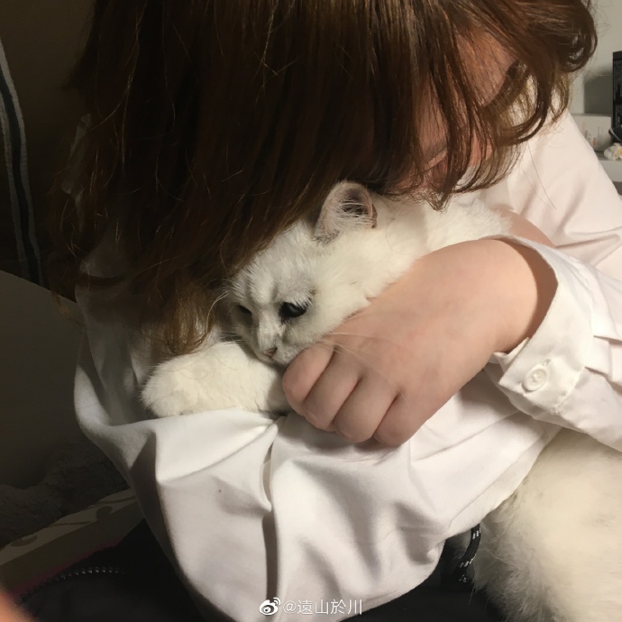 猫图片|宠物猫|猫咪|