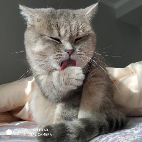 猫图片|宠物猫|猫咪|