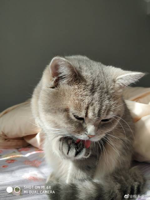 猫图片|宠物猫|猫咪|