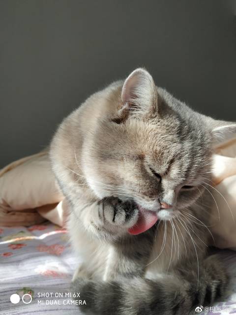 猫图片|宠物猫|猫咪|