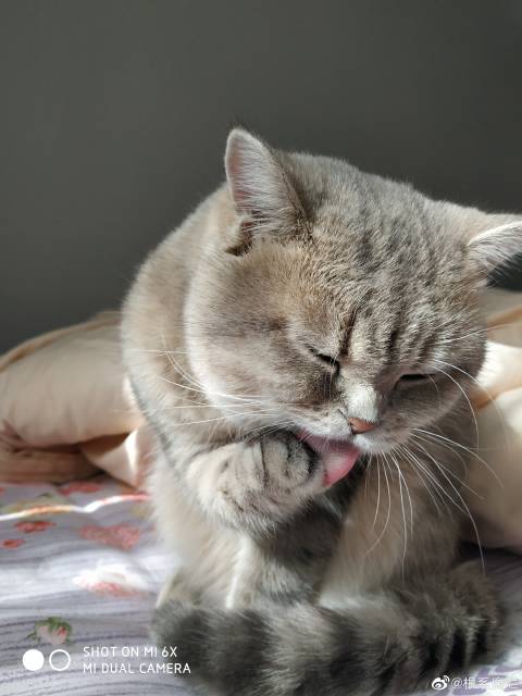 猫图片|宠物猫|猫咪|