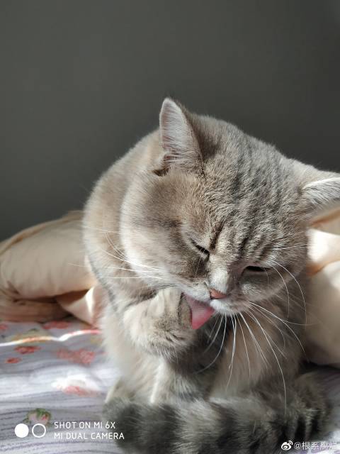 猫图片|宠物猫|猫咪|