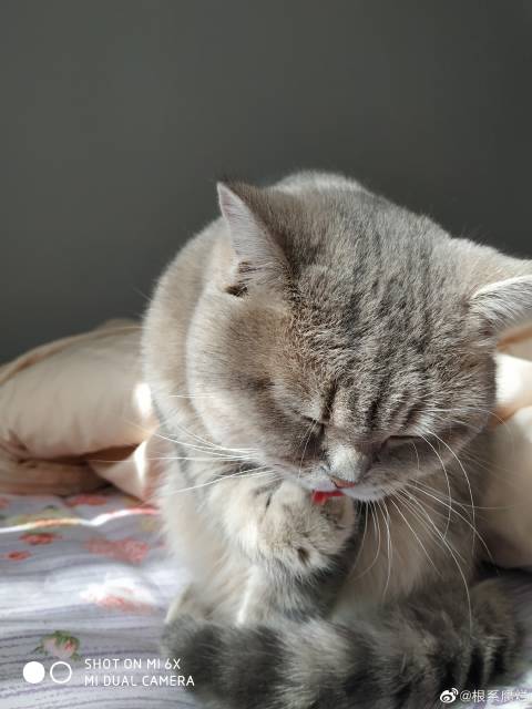 猫图片|宠物猫|猫咪|