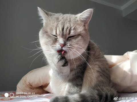 猫图片|宠物猫|猫咪|