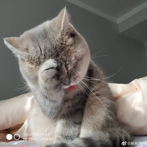 猫图片|宠物猫|猫咪|