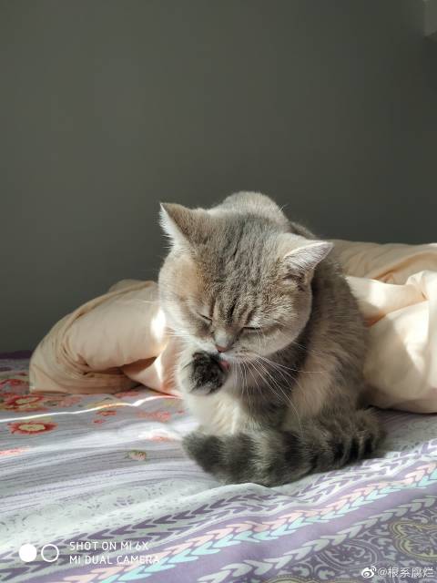 猫图片|宠物猫|猫咪|