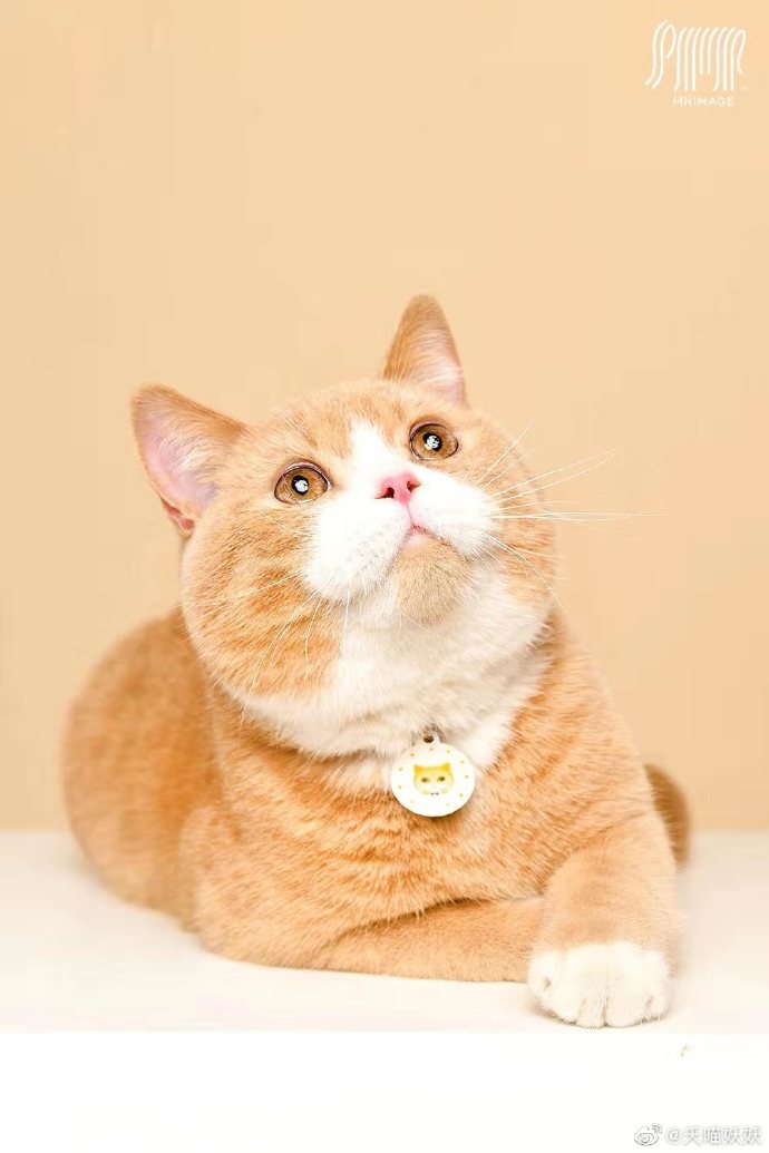 猫图片|宠物猫|猫咪|