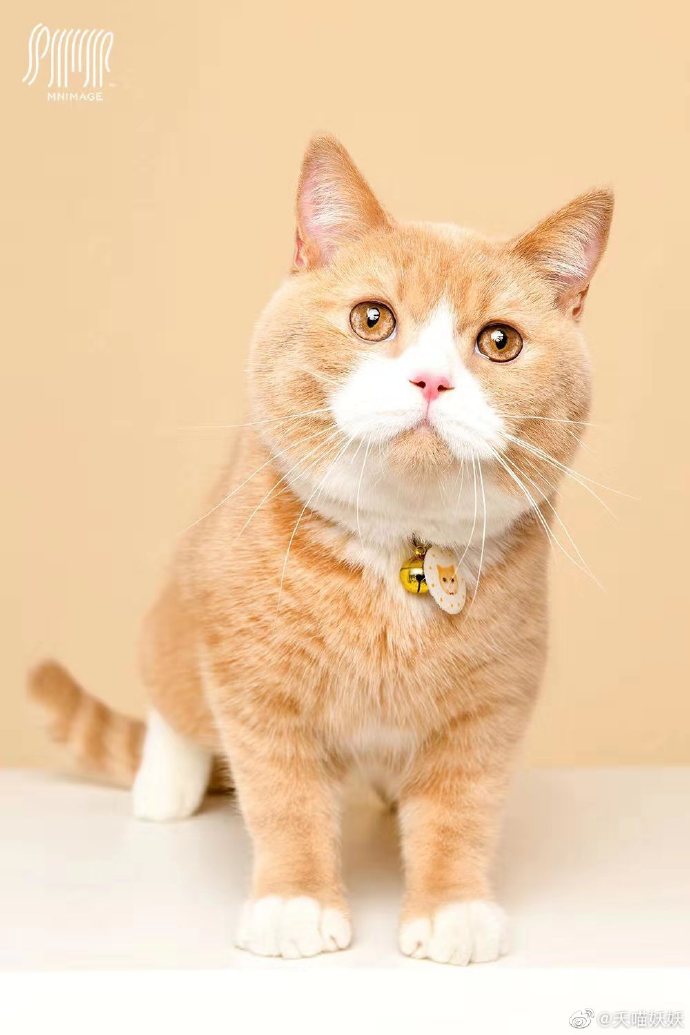 猫图片|宠物猫|猫咪|