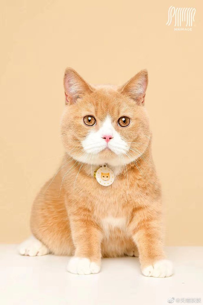 猫图片|宠物猫|猫咪|