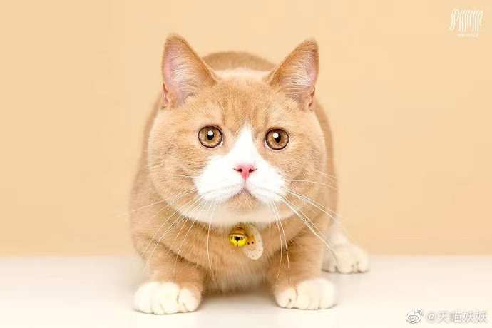 猫图片|宠物猫|猫咪|