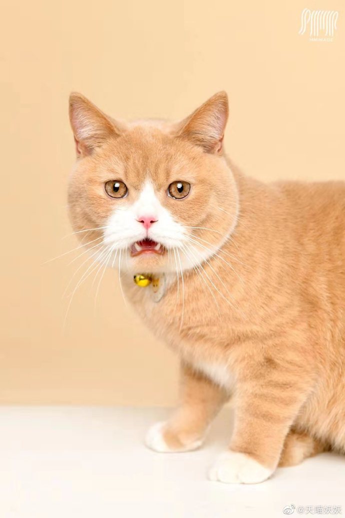 猫图片|宠物猫|猫咪|