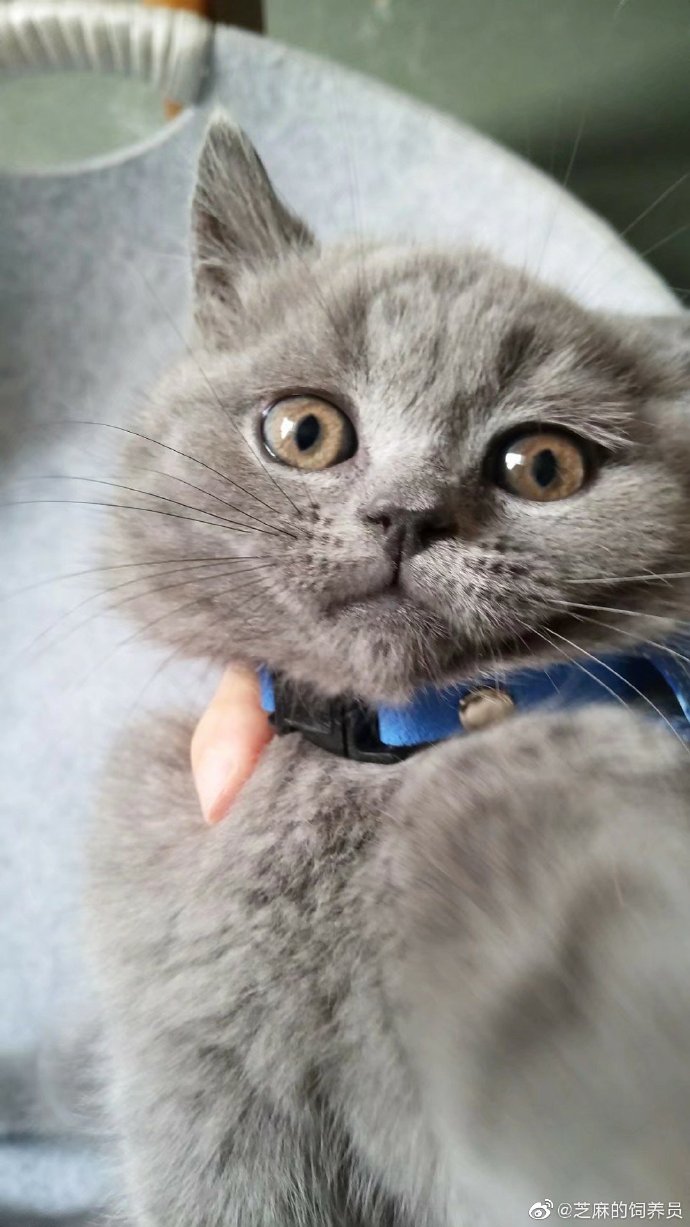 猫图片|宠物猫|猫咪|