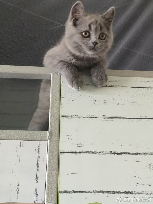 猫图片|宠物猫|猫咪|