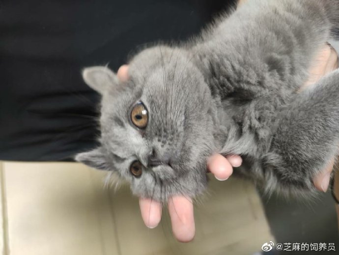 猫图片|宠物猫|猫咪|