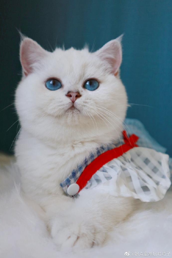 猫图片|宠物猫|猫咪|