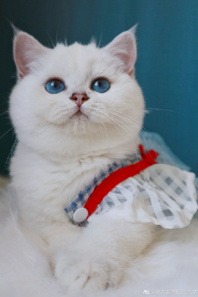 猫图片|宠物猫|猫咪|