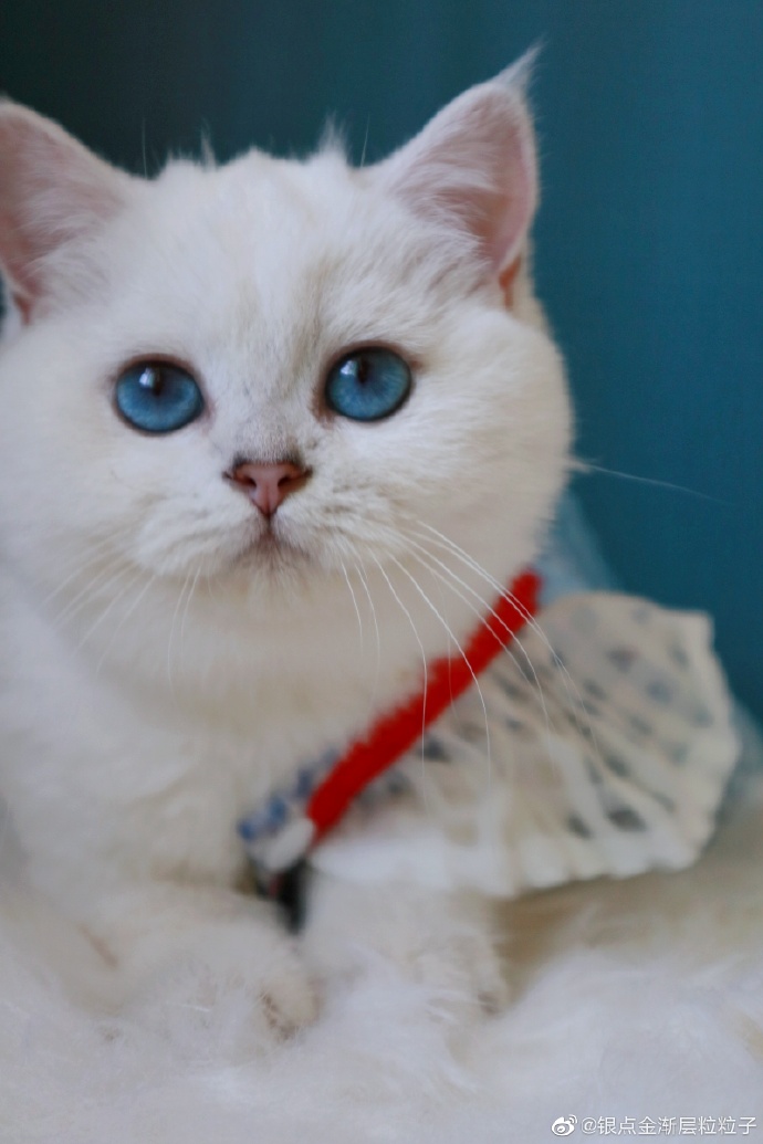 猫图片|宠物猫|猫咪|