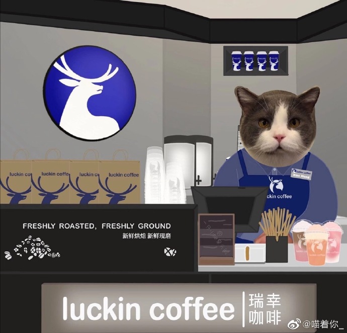 猫图片|宠物猫|猫咪|