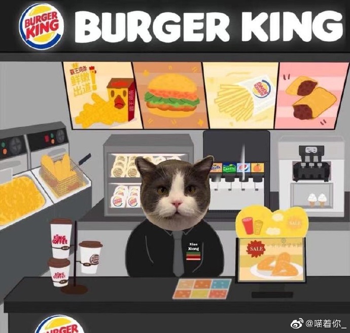 猫图片|宠物猫|猫咪|