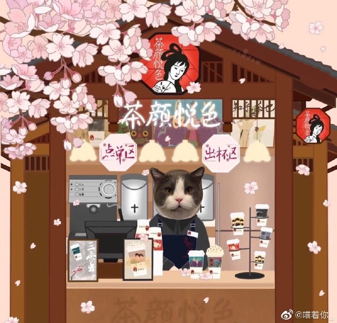 猫图片|宠物猫|猫咪|