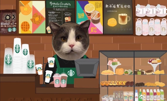 猫图片|宠物猫|猫咪|