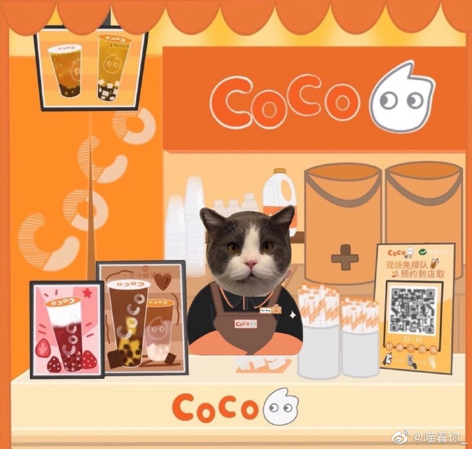 猫图片|宠物猫|猫咪|