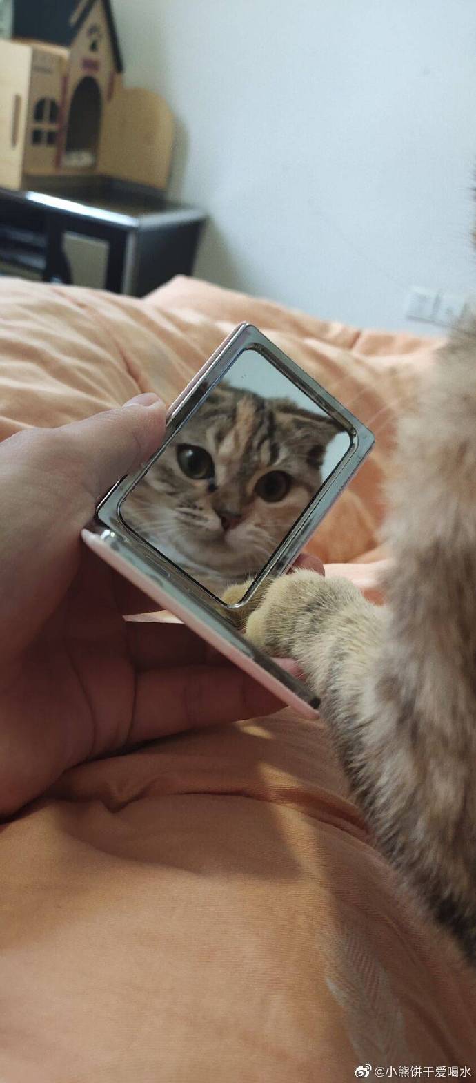 猫图片|宠物猫|猫咪|