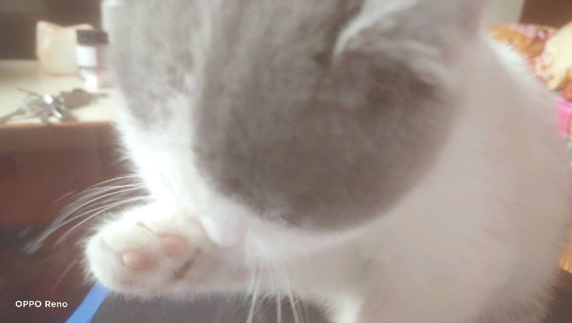 猫图片|宠物猫|猫咪|