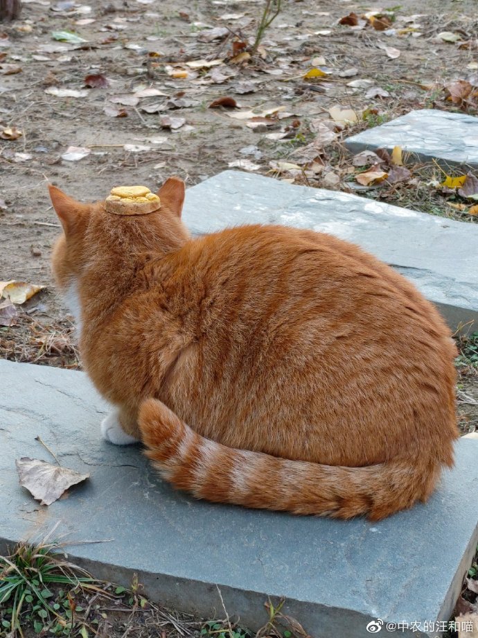 猫图片|宠物猫|猫咪|